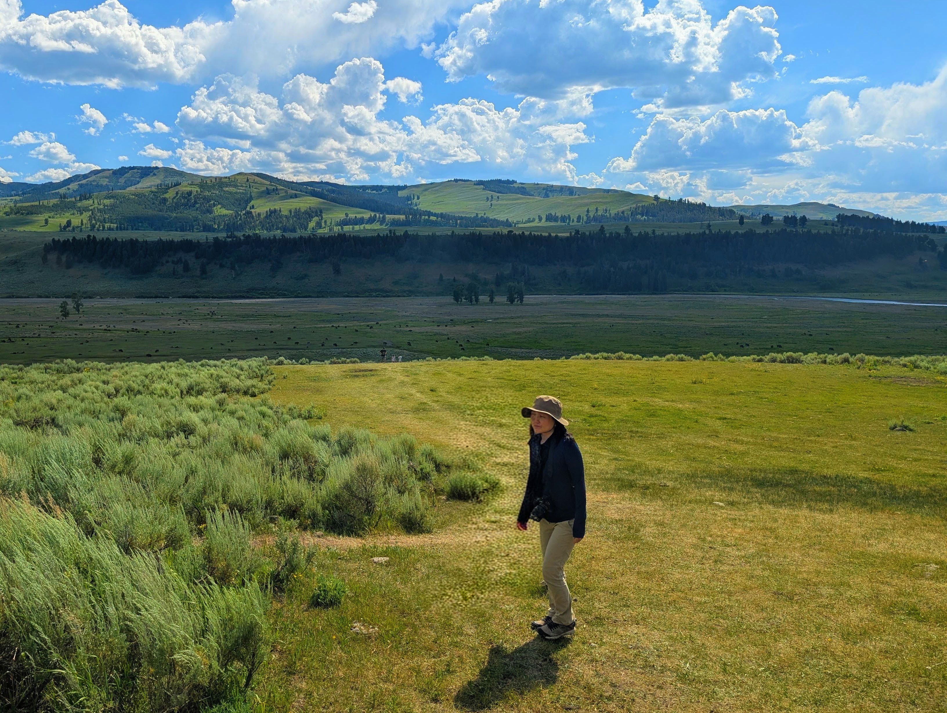 A hiker in a sun hat above Lamar Valley with a distant bison herd