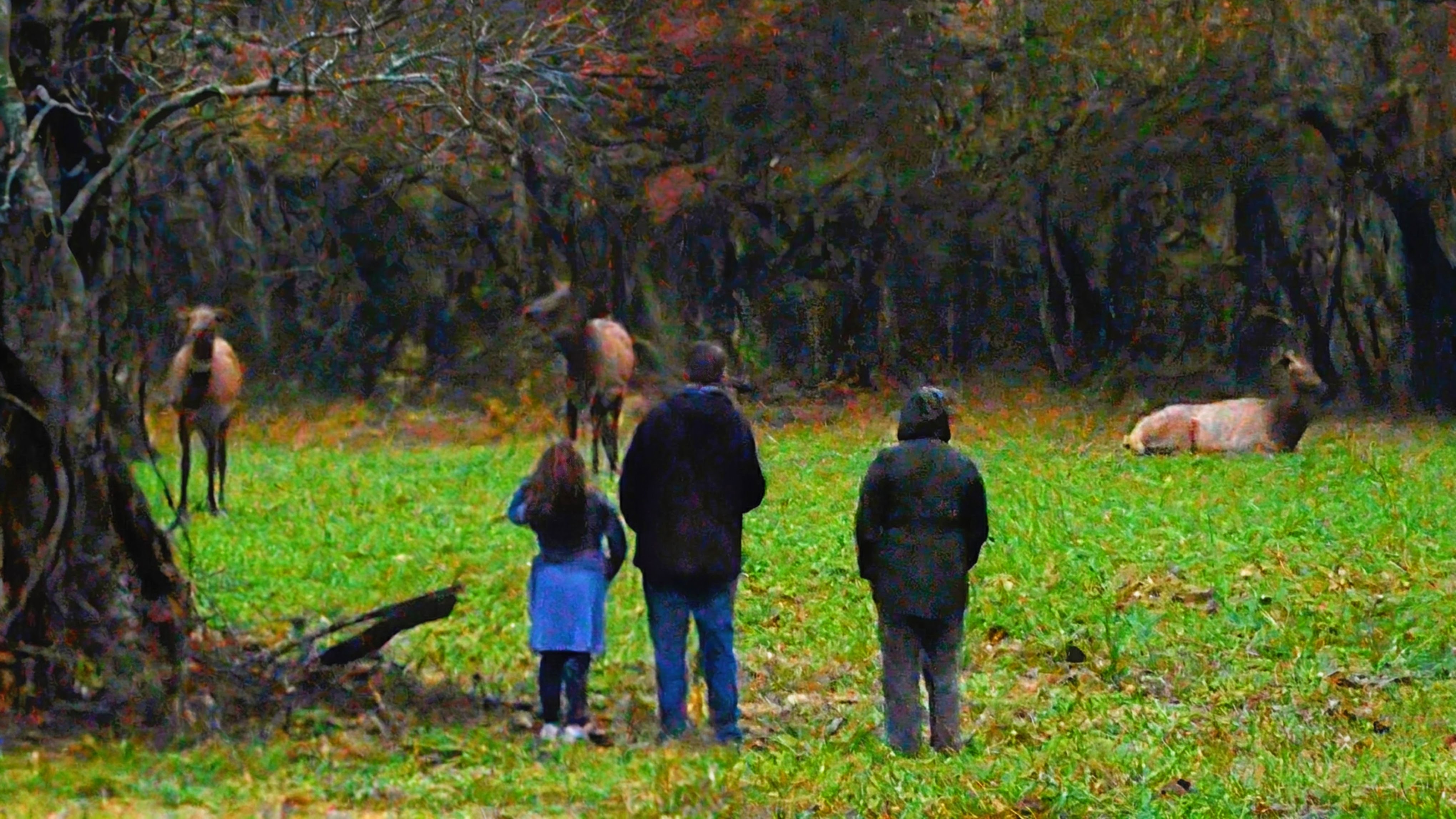 Visitors watching elk graze in an autumn meadow